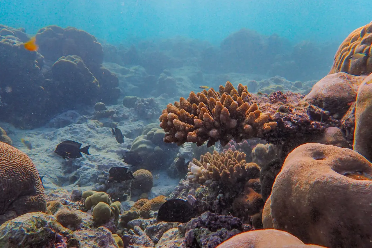 Fish swimming above colourful corals in clear blue water