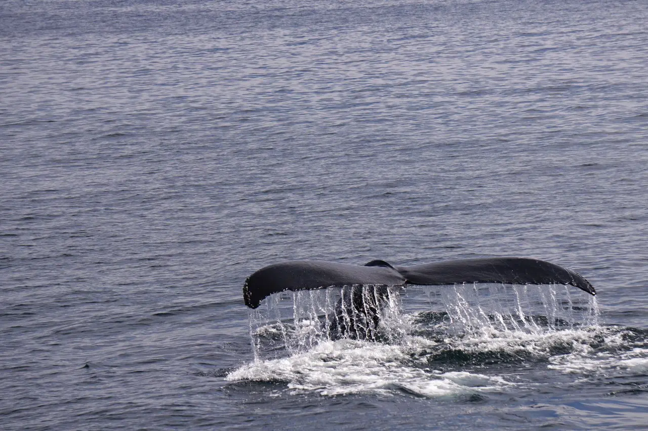 A humpback whale tail rising above the blue ocean